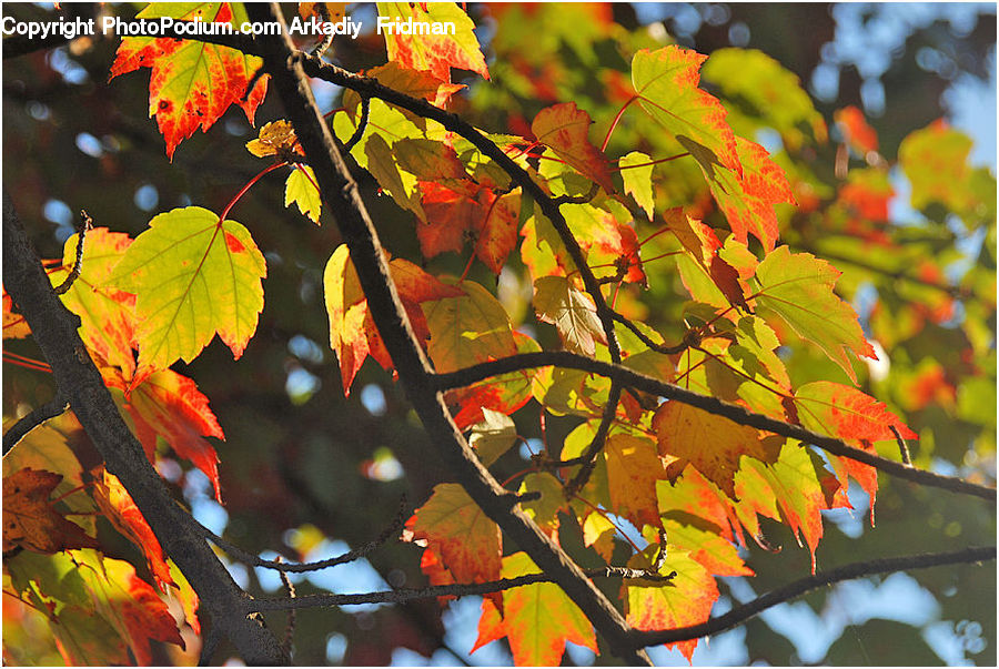 Maple, Maple Leaf, Plant, Leaf, Tree, Wood, Art