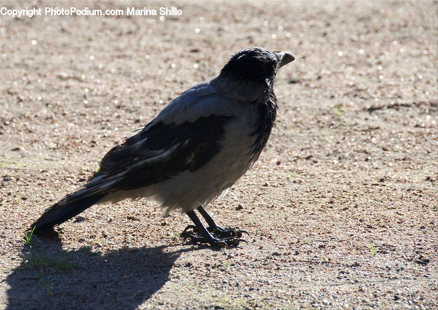 Bird, Blackbird, Crow, Magpie