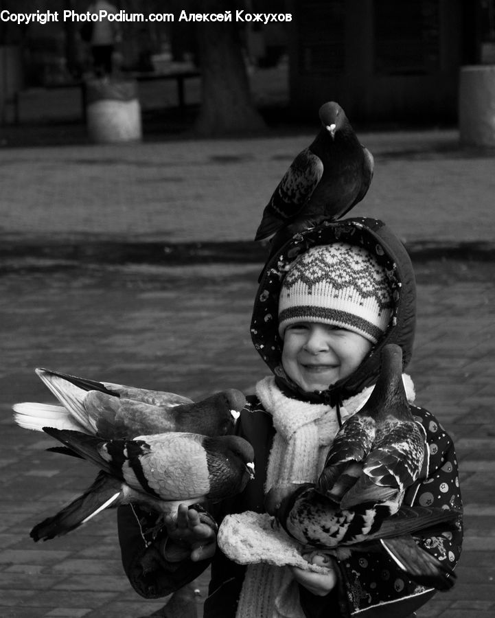 People, Person, Human, Bird, Pigeon, Knight, Portrait