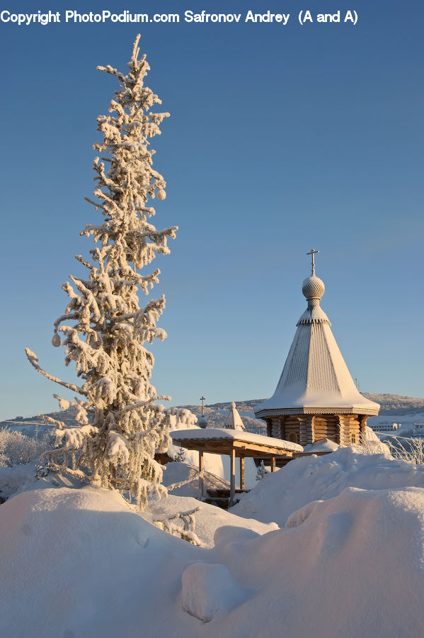 Architecture, Bell Tower, Clock Tower, Tower, Conifer, Fir, Plant