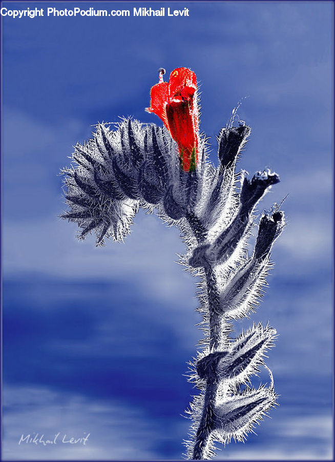 Frost, Ice, Outdoors, Snow, Cactus, Plant, Blossom