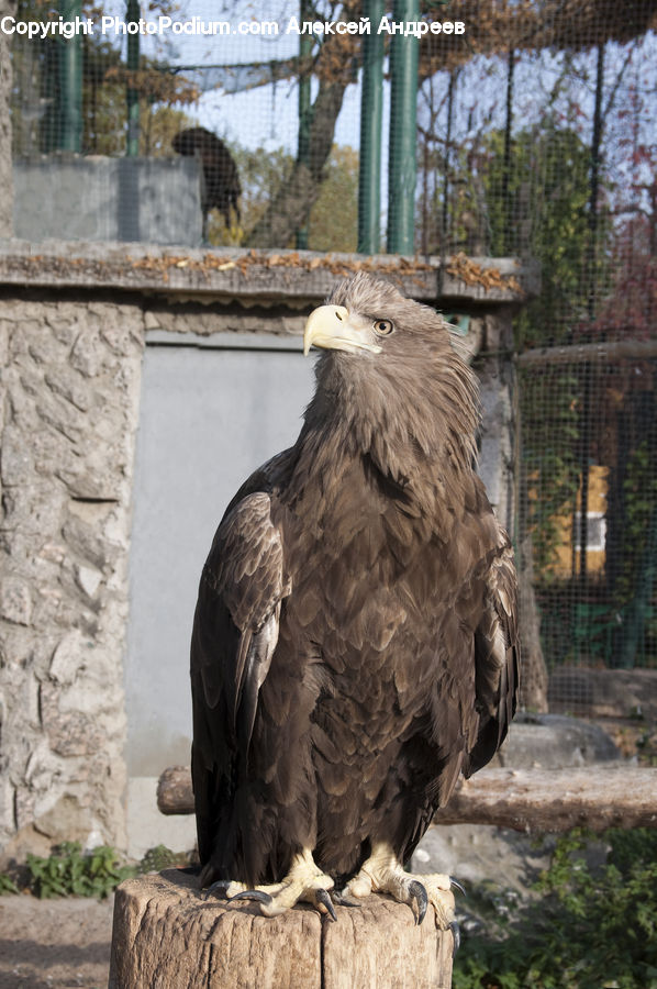 Bird, Eagle, Plant, Potted Plant, Bald Eagle