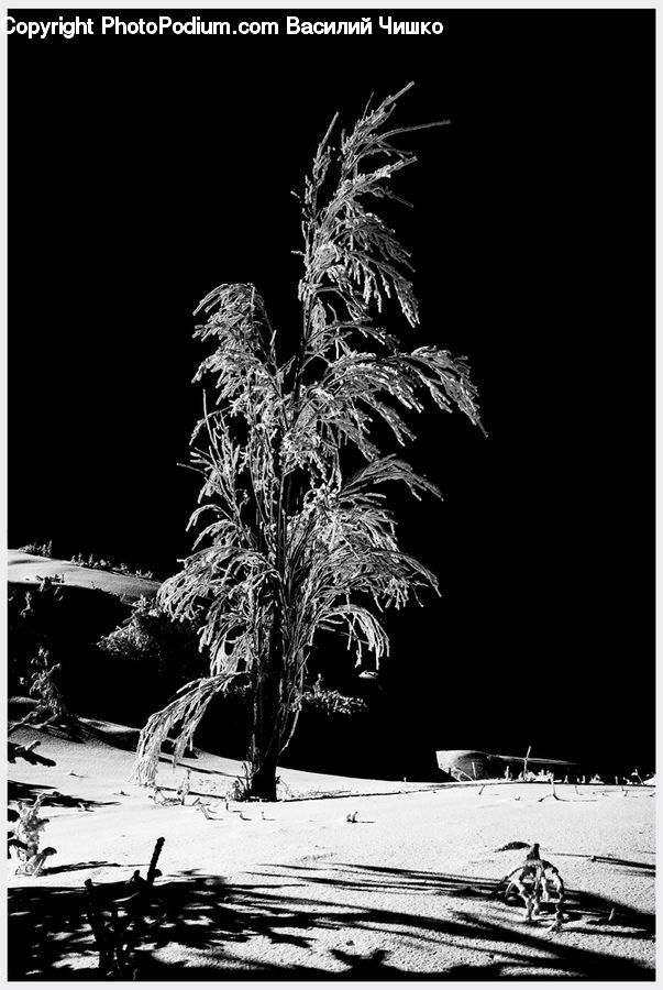 Plant, Tree, Conifer, Fir, Night, Outdoors, Oak