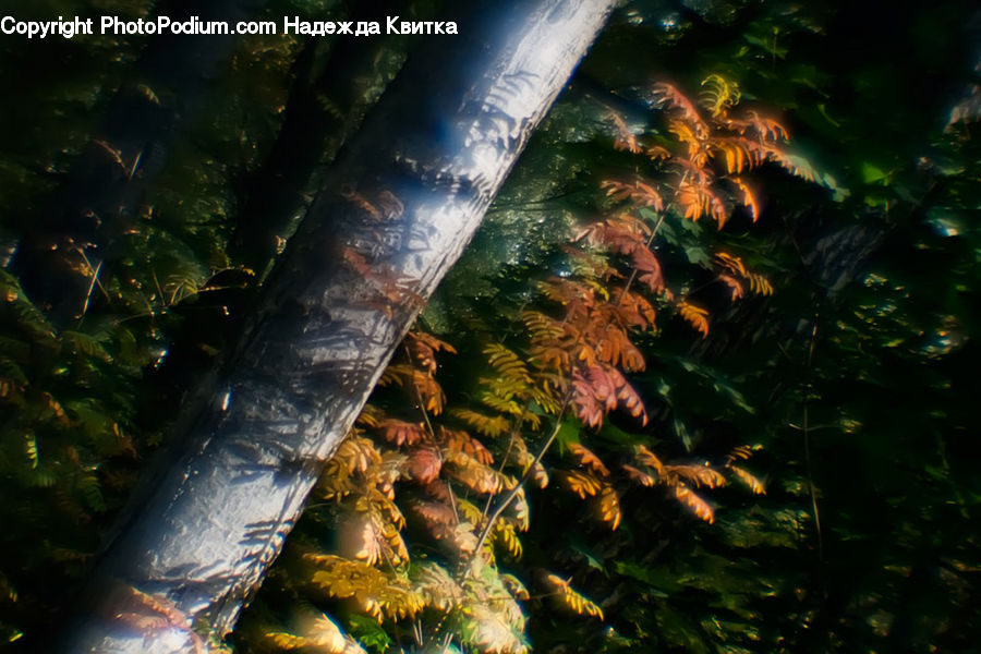 Bonito, Coho, Fish, Sea Life, Trout, Conifer, Fir