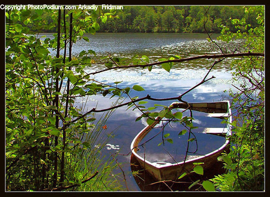 Boat, Dinghy, Plant, Vine, Potted Plant, Forest, Jungle