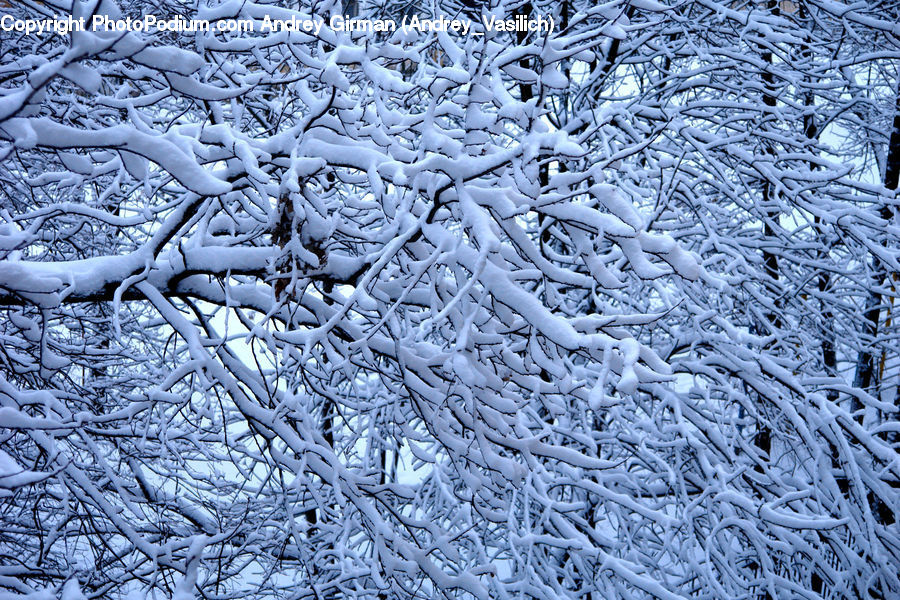 Ice, Outdoors, Snow, Conifer, Fir, Plant, Tree