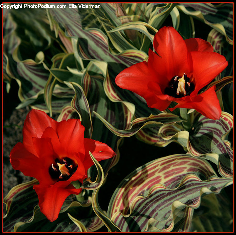 Flora, Flower, Gladiolus, Plant, Blossom, Flower Arrangement, Flower Bouquet