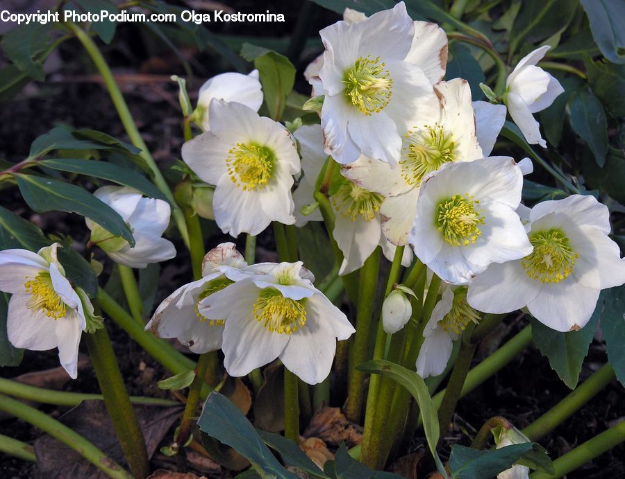 Blossom, Daffodil, Flora, Flower, Plant, People, Person