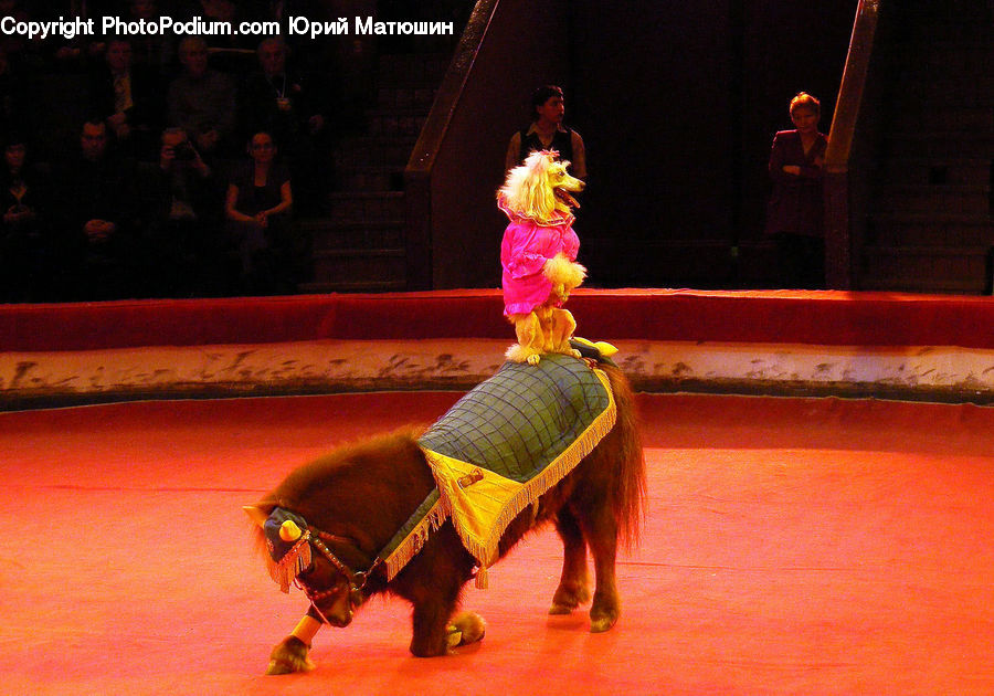 People, Person, Human, Performer, Circus, Bullfighter, Bullfighting