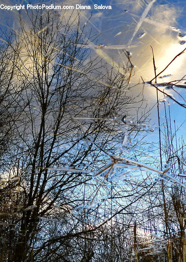 Birch, Tree, Wood, Blossom, Flora, Flower, Plant