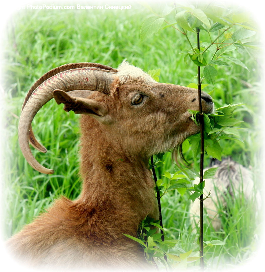 Plant, Potted Plant, Animal, Deer, Elk, Mammal, Wildlife