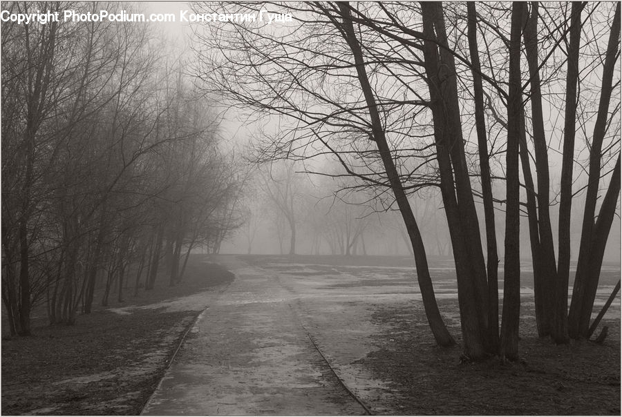 Plant, Tree, Forest, Vegetation, Road, Grove, Land