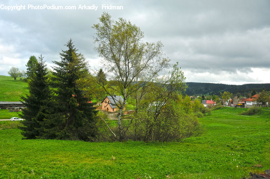 Conifer, Fir, Plant, Tree, Field, Grass, Grassland