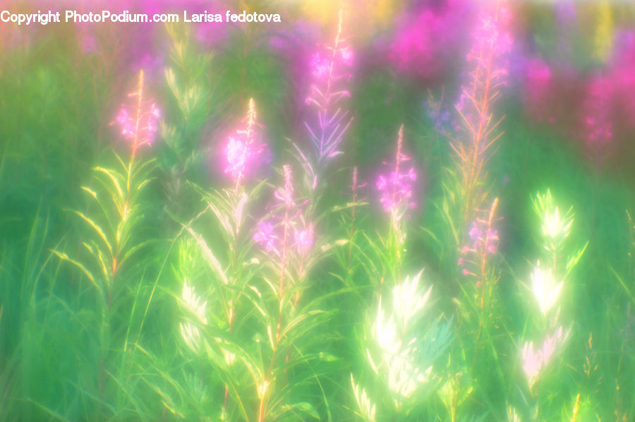 Field, Grass, Grassland, Plant