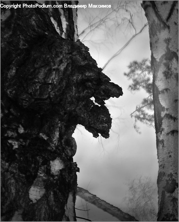 Oak, Tree, Wood, Plant, Birch, Outdoors, Rock