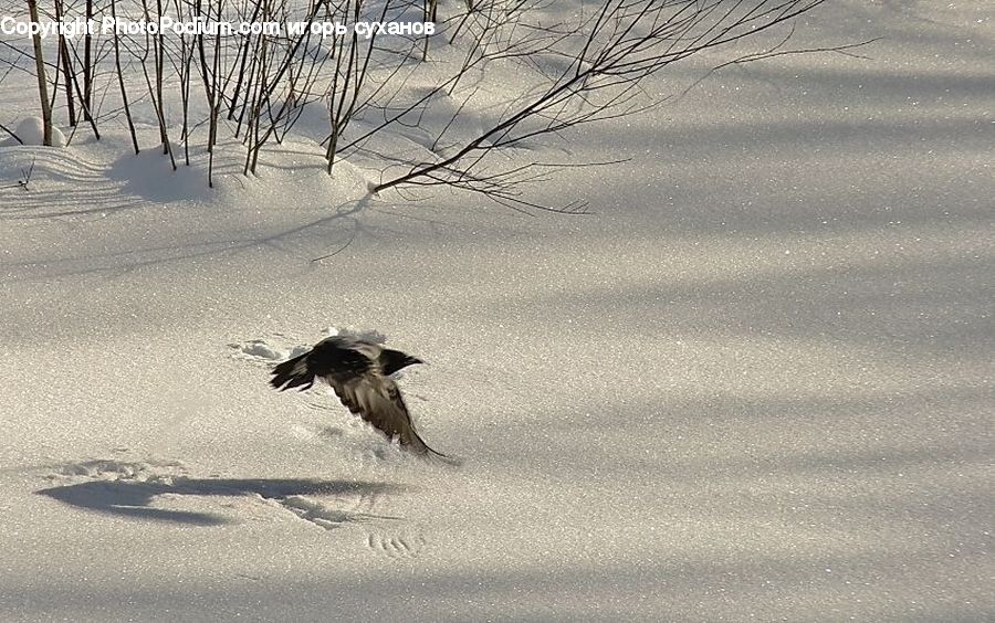 Bird, Blackbird, Crow, Ice, Outdoors, Snow, Swallow
