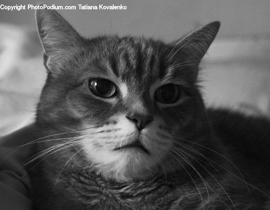 Animal, Adorable, Abyssinian, Cat, Mammal, Pet