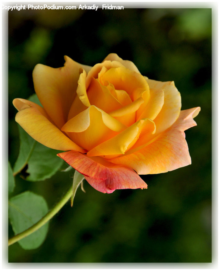Blossom, Flower, Plant, Rose, Flower Arrangement, Flower Bouquet, Flora