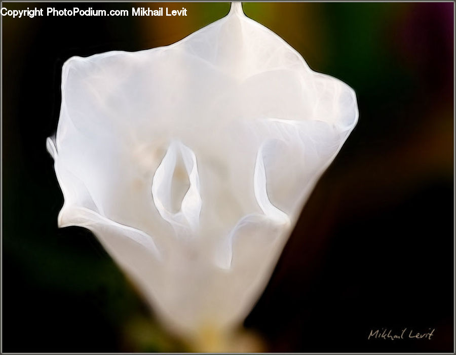 Flora, Flower, Gladiolus, Plant, Blossom, Carnation