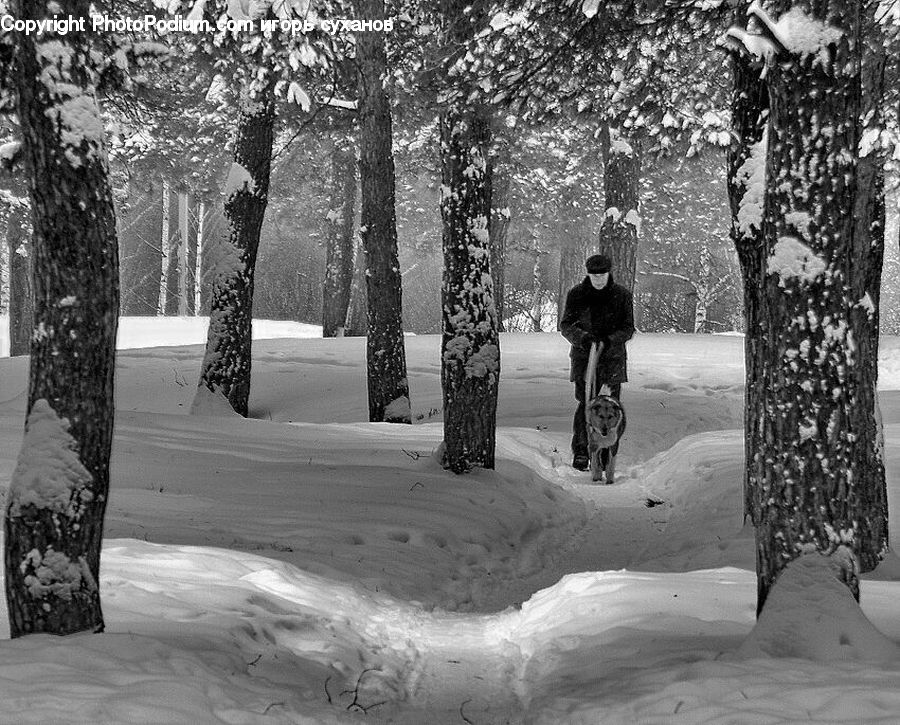 Ice, Outdoors, Snow, Birch, Tree, Wood, Plant