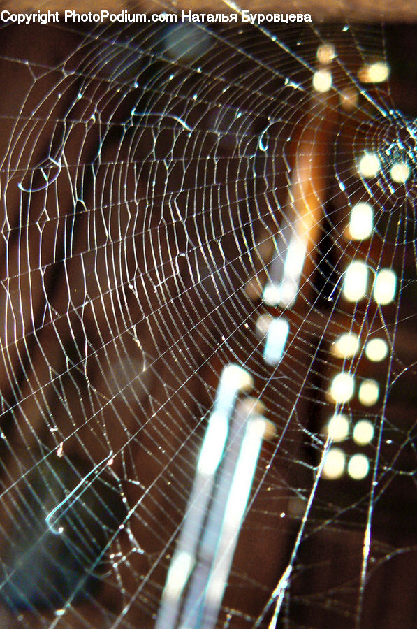 Arachnid, Garden Spider, Insect, Invertebrate, Spider