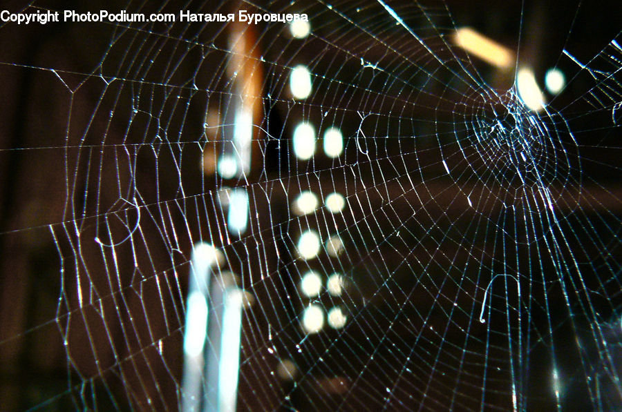 Arachnid, Garden Spider, Insect, Invertebrate, Spider, Lighting, Light
