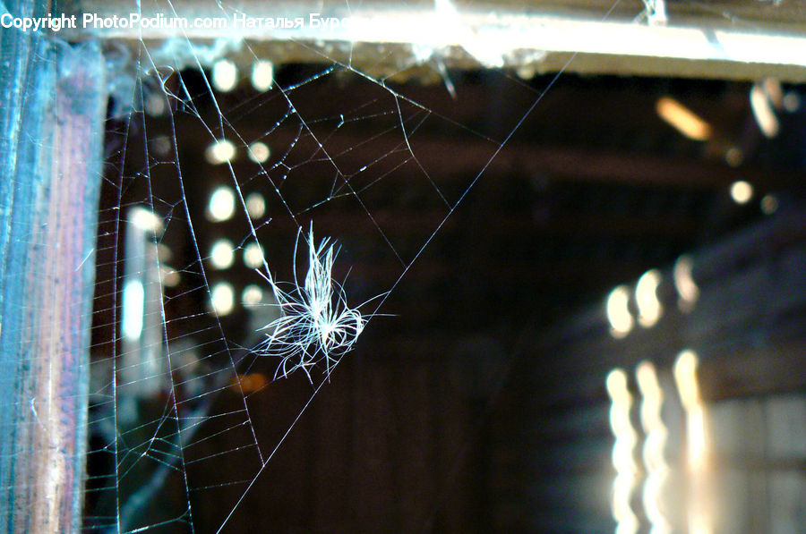 Arachnid, Garden Spider, Insect, Invertebrate, Spider
