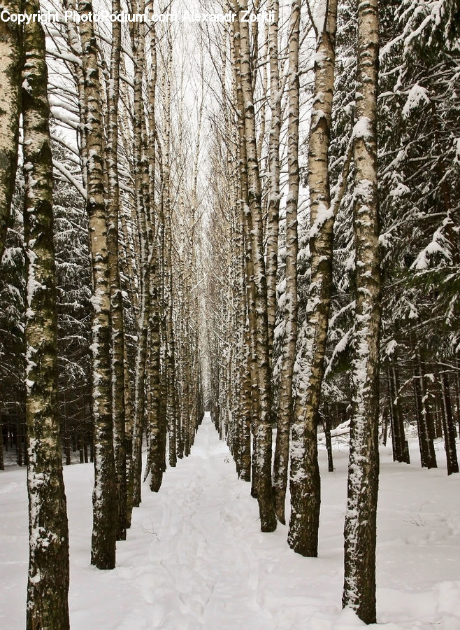 Birch, Tree, Wood, Forest, Vegetation, Fir, Grove
