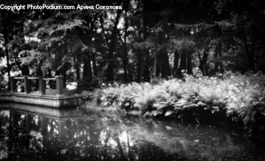 Fir, Forest, Grove, Vegetation, Pool, Water, Park