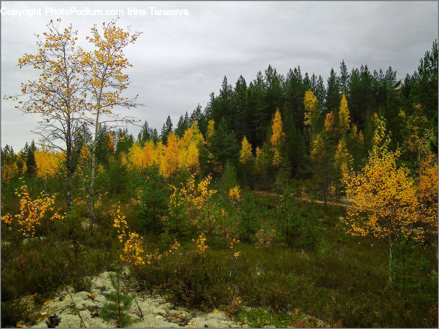Conifer, Fir, Plant, Tree, Larch, Wood, Pine