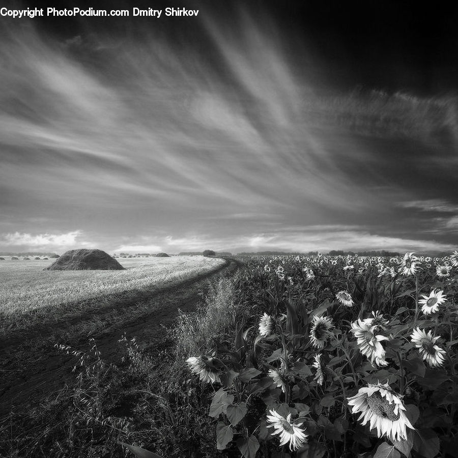 Blossom, Flora, Flower, Plant, Field, Sunflower, Aster