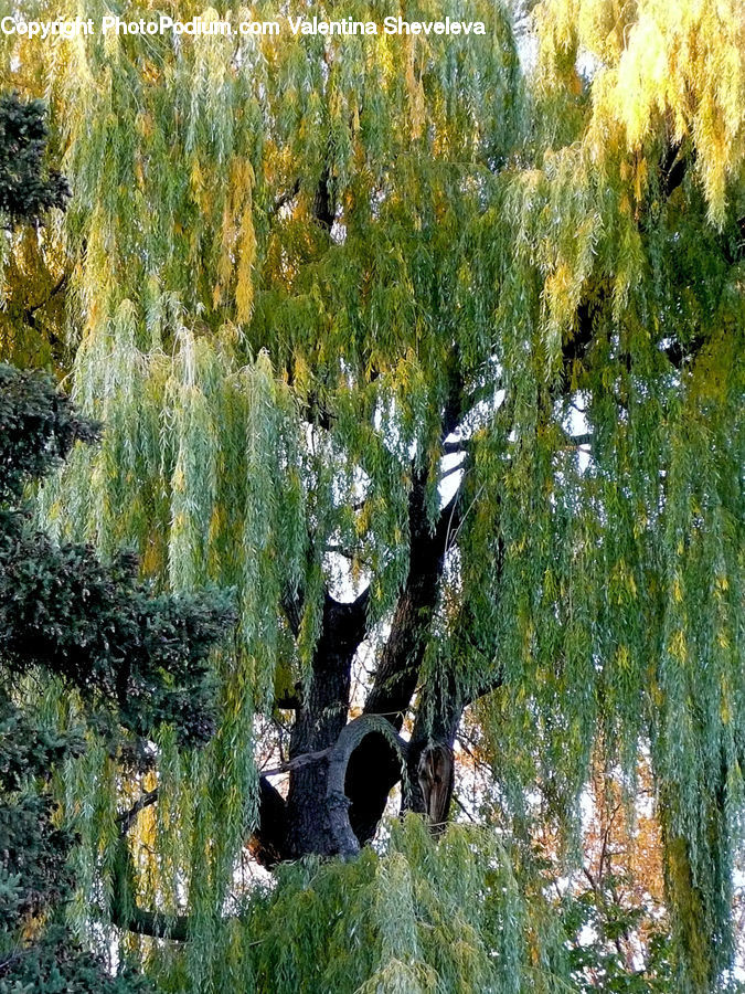 Conifer, Fir, Plant, Tree, Wood, Yew, Blossom