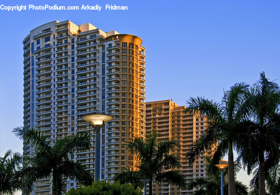 Building, Housing, Hotel, Palm Tree, Plant, Tree, Arecaceae