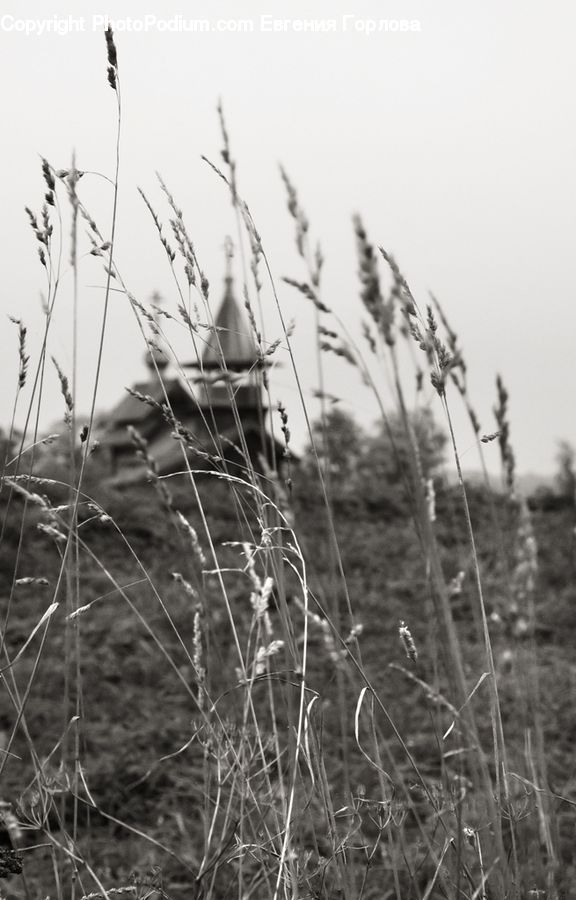 Grass, Plant, Reed, Potted Plant, Field, Grassland, Blossom