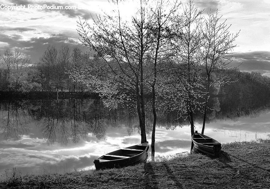 Boat, Rowboat, Vessel, Watercraft, Bench, Water, Plant