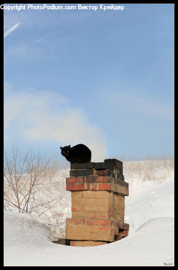 Animal, Cat, Mammal, Pet, Bunker, Cabin, Hut