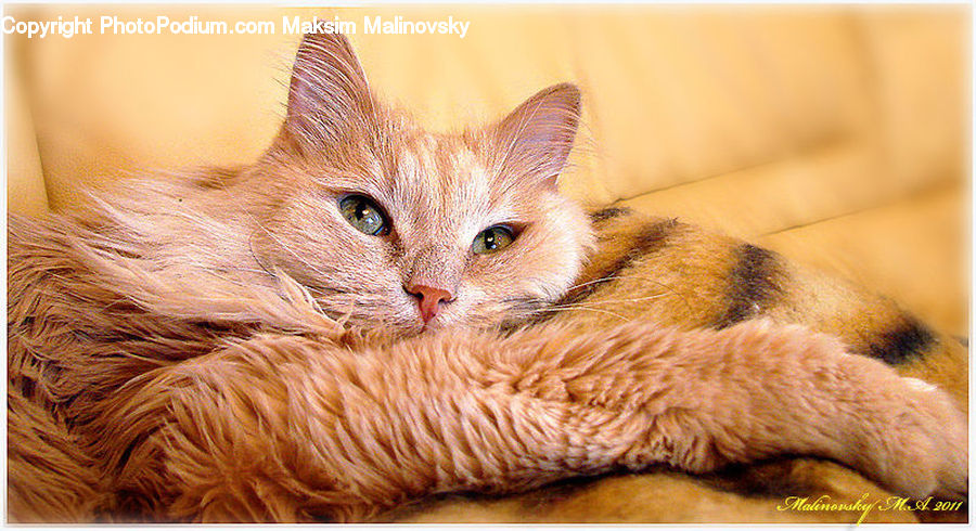 Animal, Cat, Kitten, Mammal, Pet, Manx