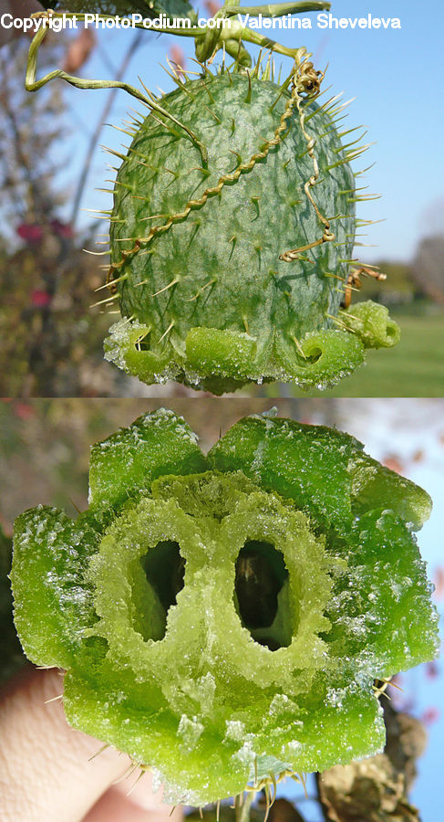 Hole, Cactus, Plant, Conifer, Fir, Tree, Fern
