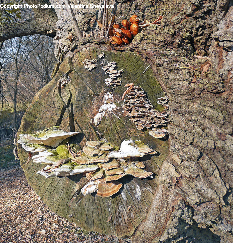 Agaric, Amanita, Fungus, Mushroom, Plant, Conifer, Fir