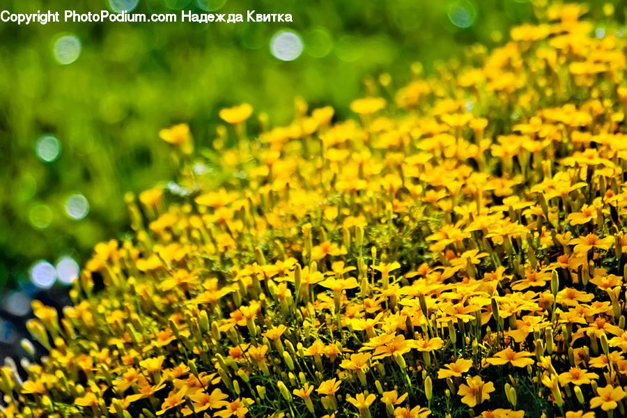 Flora, Pollen, Blossom, Flower, Plant, Daffodil, Iris