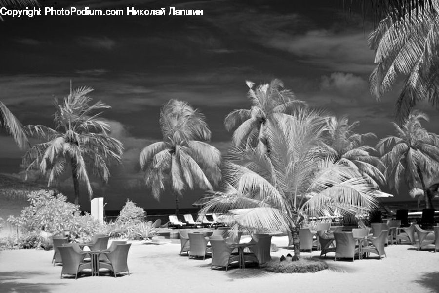 Palm Tree, Plant, Tree, Grass, Reed, Arecaceae, Bonsai
