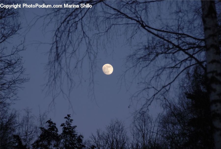 Astronomy, Moon, Night, Outdoors, Space, Conifer, Fir