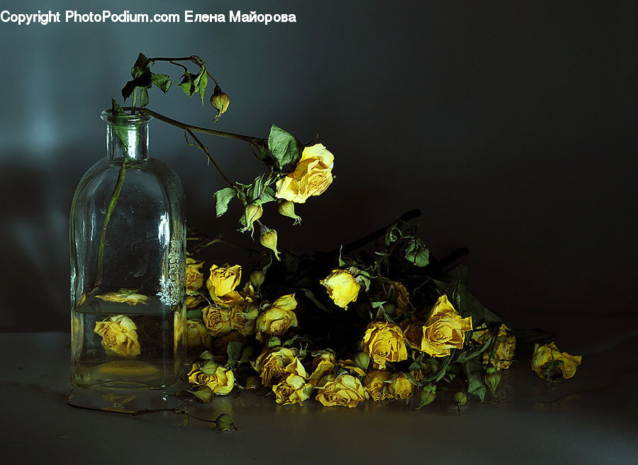 Blossom, Flower, Plant, Rose, Potted Plant, Ivy, Vine