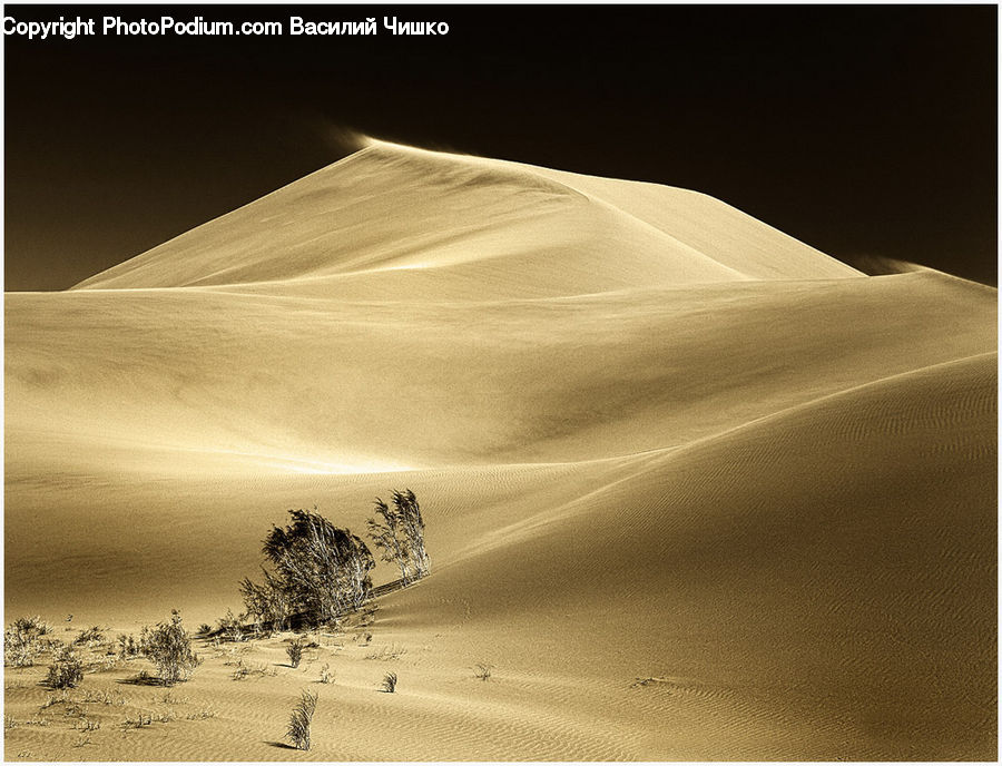 Desert, Outdoors, Sand, Soil, Dune, Plant, Potted Plant