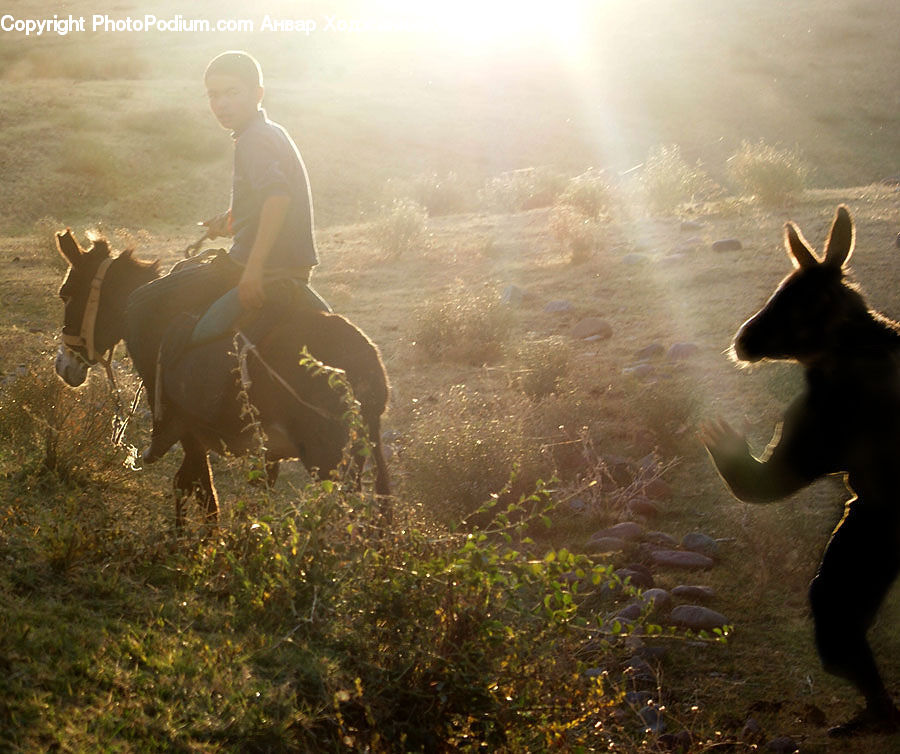 Angus, Animal, Bull, Mammal, Colt Horse, Foal, Horse