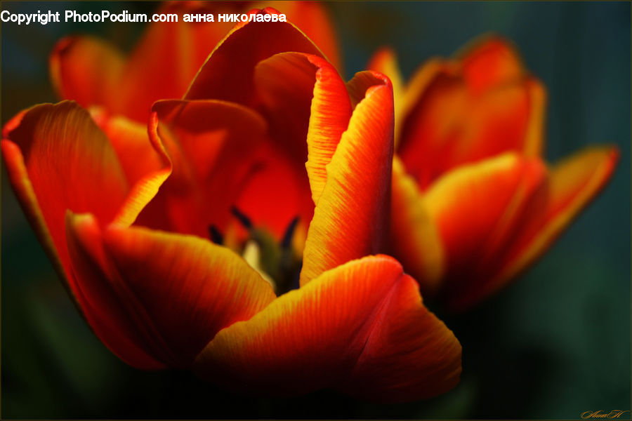 Blossom, Flora, Flower, Plant, Tulip, Citrus Fruit, Fruit