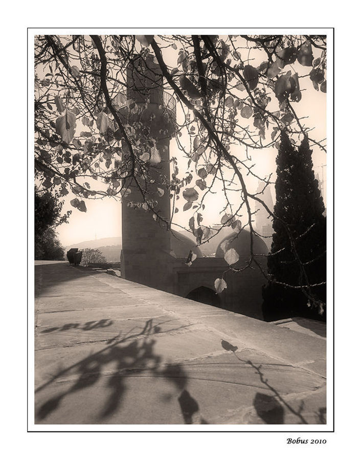 Collage, Poster, Plant, Tree, Oak, Wood, Furniture