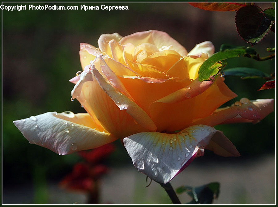 Water, Flower, Flower Arrangement, Flower Bouquet, Blossom, Flora, Plant