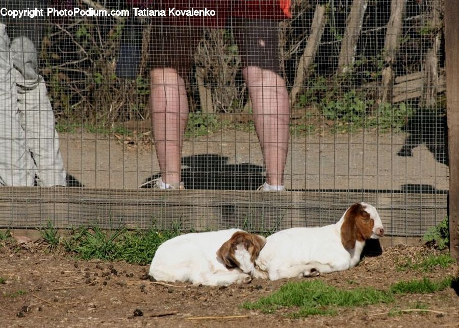 Animal, Canine, Cocker Spaniel, Dog, Mammal, Pet, Spaniel