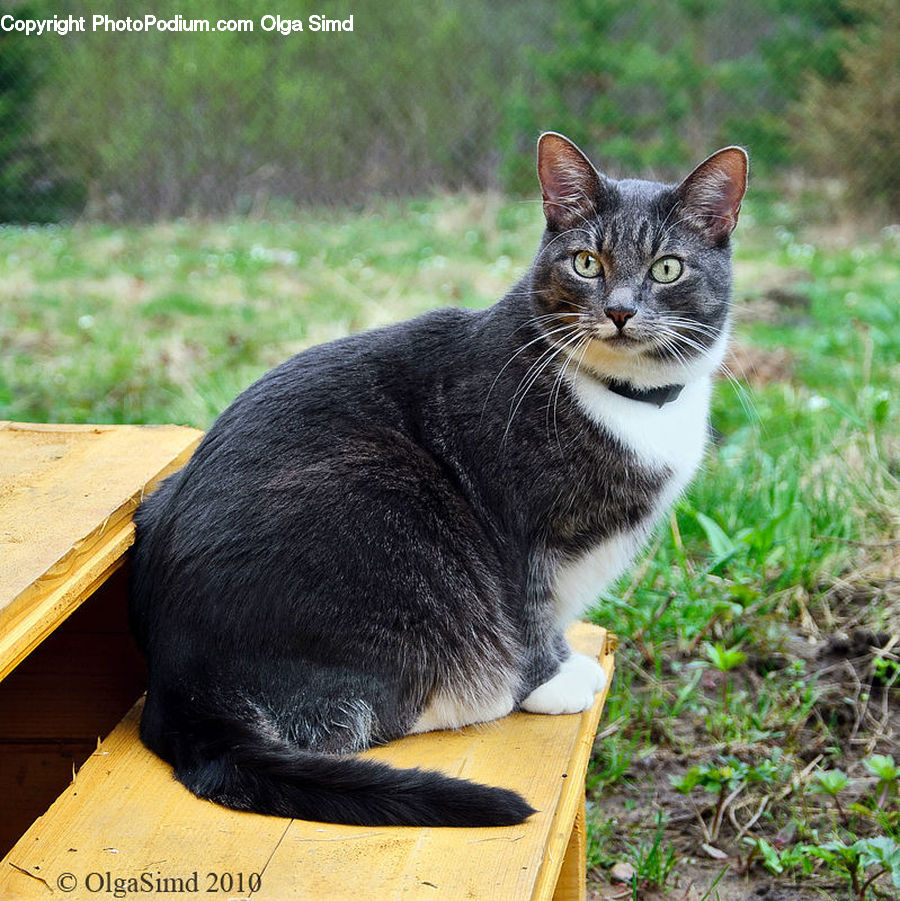 Animal, Cat, Mammal, Manx, Pet, Herbal, Herbs